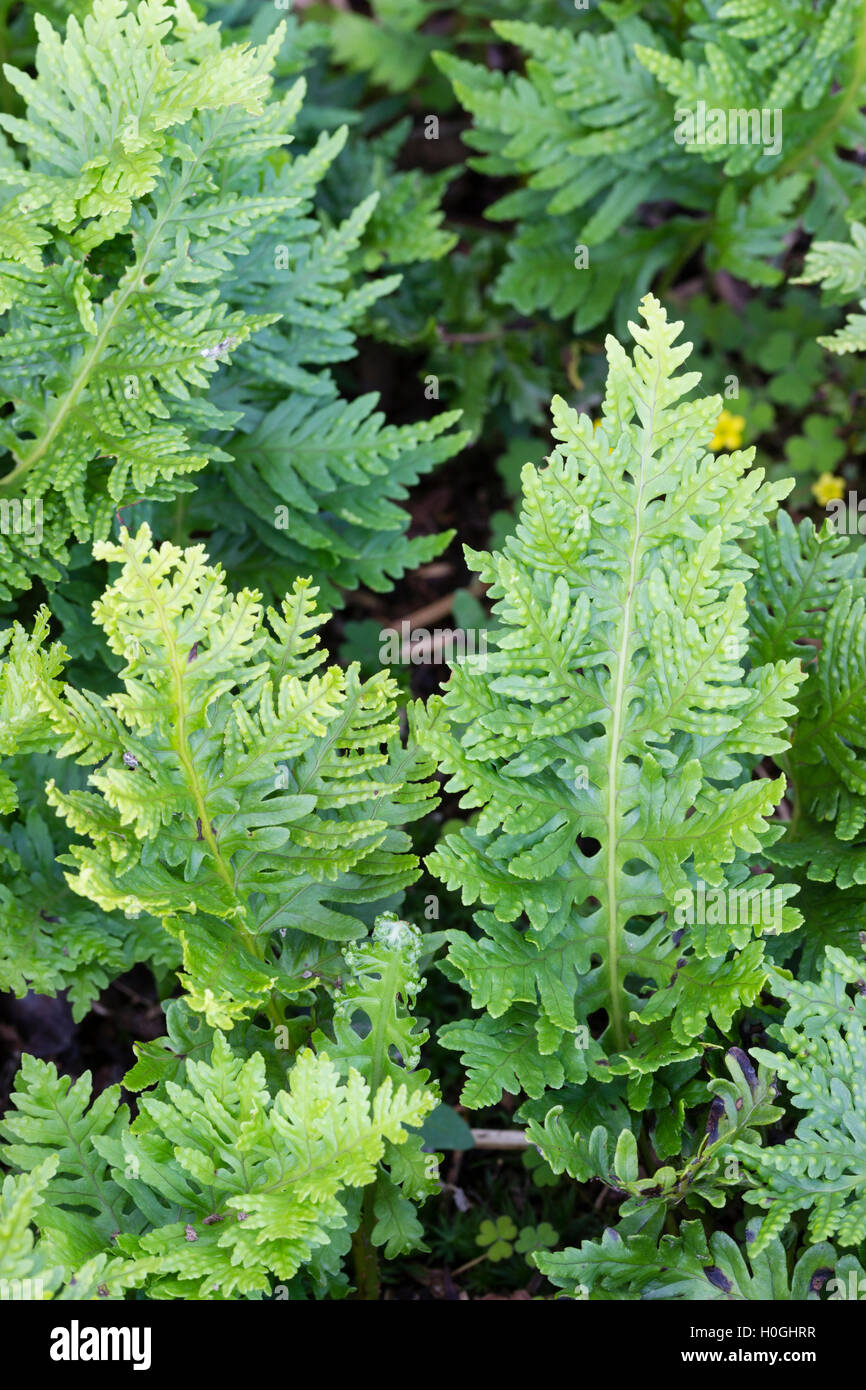 Frondes finement divisé de la forme choisie du sud de la fougère polypode Polypodium cambricum 'pulcherrimum, Trippitt» Banque D'Images