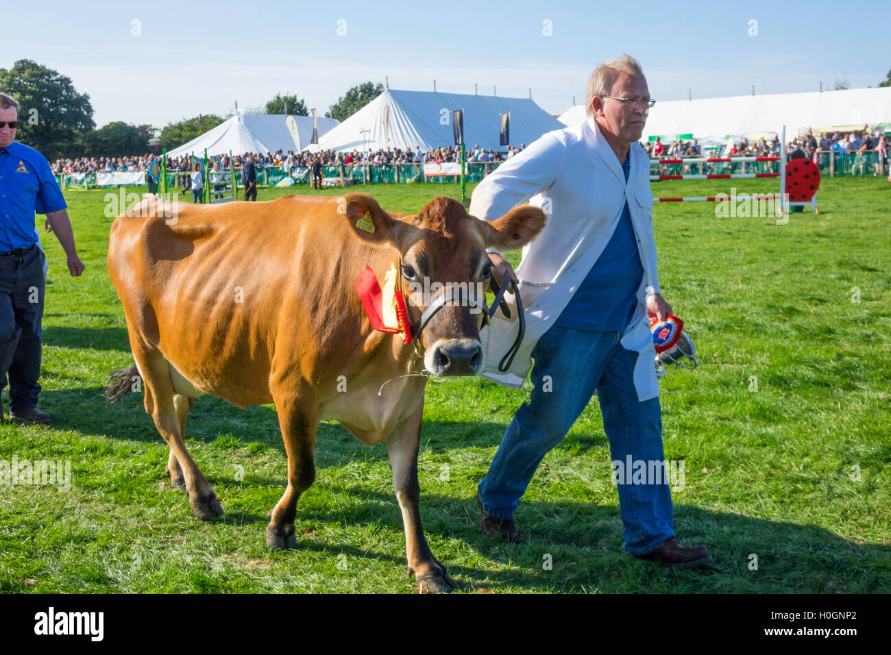 La tête d'un gestionnaire de premier prix maillot de champion gagnante à la vache laitière Show 2016 Shérif devient Banque D'Images