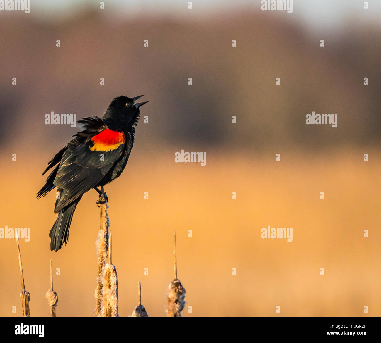 Ce mâle, rouge-wing blackbird était très chantant joyeusement à la tombée de la nuit malgré le vent déplaçant les herbes de marais. Banque D'Images