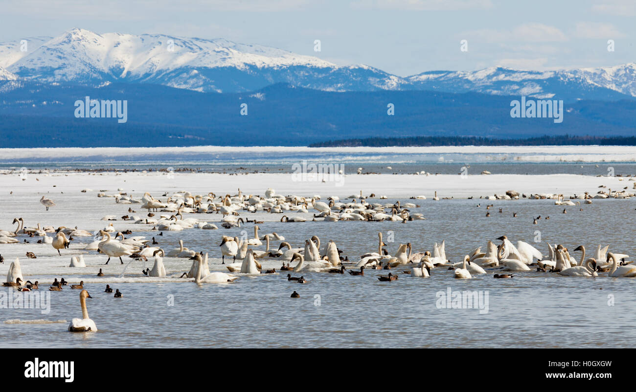 Les oiseaux aquatiques migrateurs Swan Haven Marsh Lake Yukon Banque D'Images Les oiseaux aquatiques migrateurs Swan Haven Marsh Lake Yukon Banque D'Images