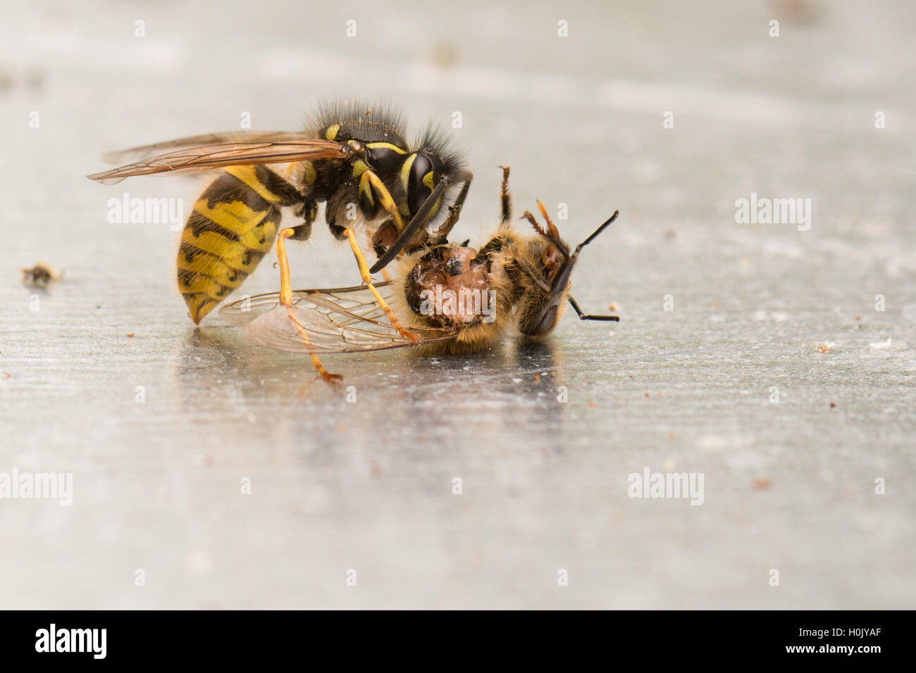 Guêpe (Vespula) manger une abeille qui est toujours vivant et en mouvement - Écosse, Royaume-Uni Banque D'Images