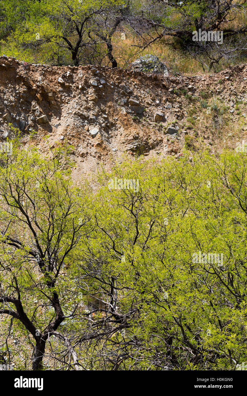 Les mesquites croître au-dessus et au-dessous un rebord érodé dans les Superstition Mountains. La Forêt nationale de Tonto, Arizona Banque D'Images