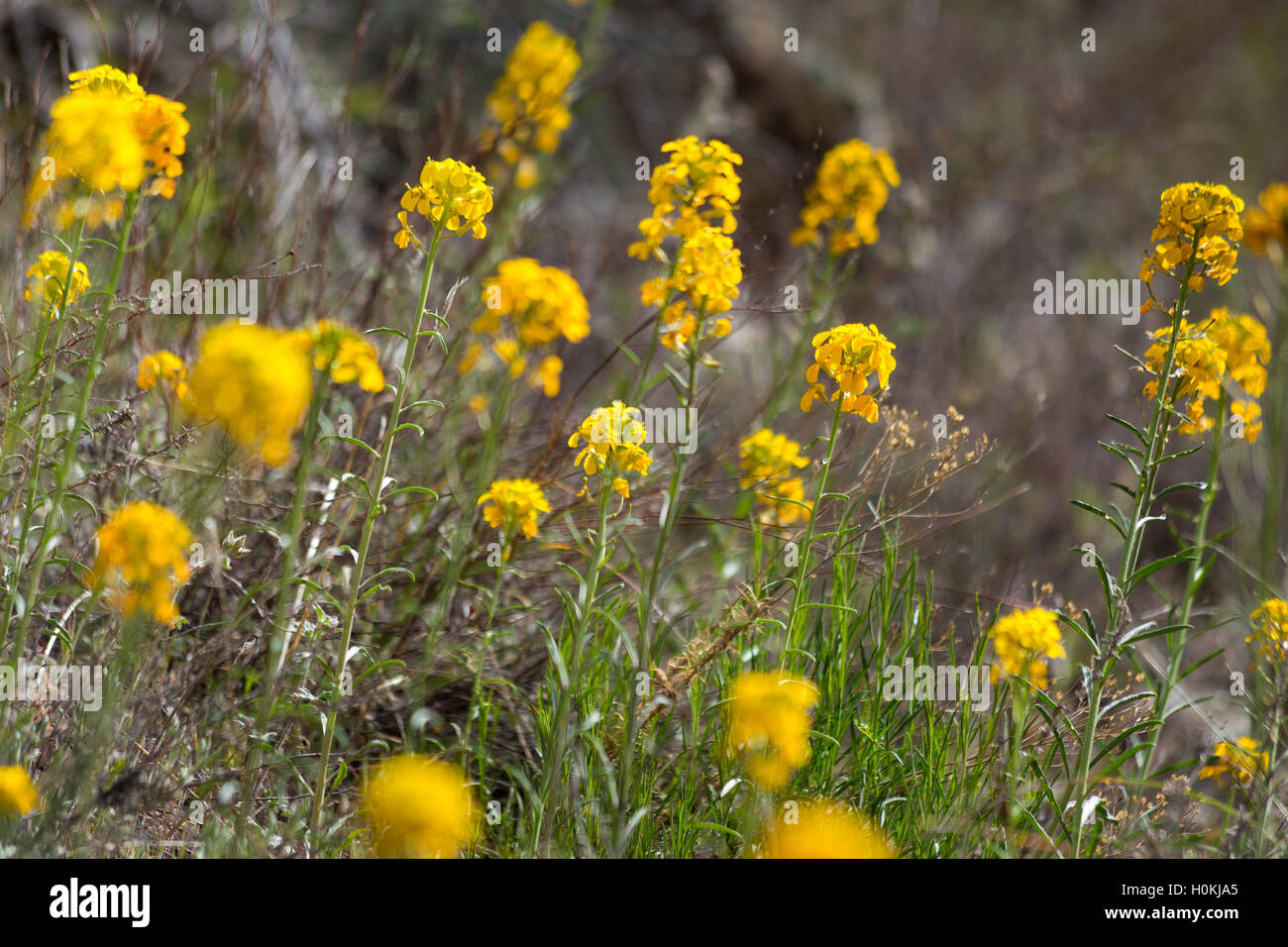 Sanddune wallflower fleurs sauvages poussant dans les montagnes de la superstition. La Forêt nationale de Tonto, Arizona Banque D'Images