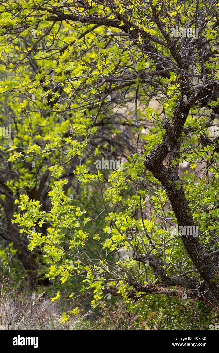 Un arbre mesquite leafing le long du sentier. Ranch Reavis La superstition Désert, Arizona Banque D'Images