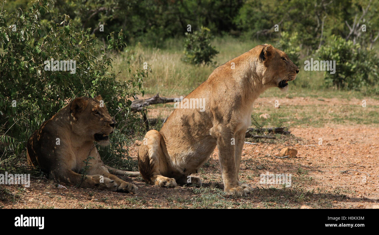Deux Lionnes qui surveillent leurs proies dans le parc national Kruger en Afrique du Sud Banque D'Images