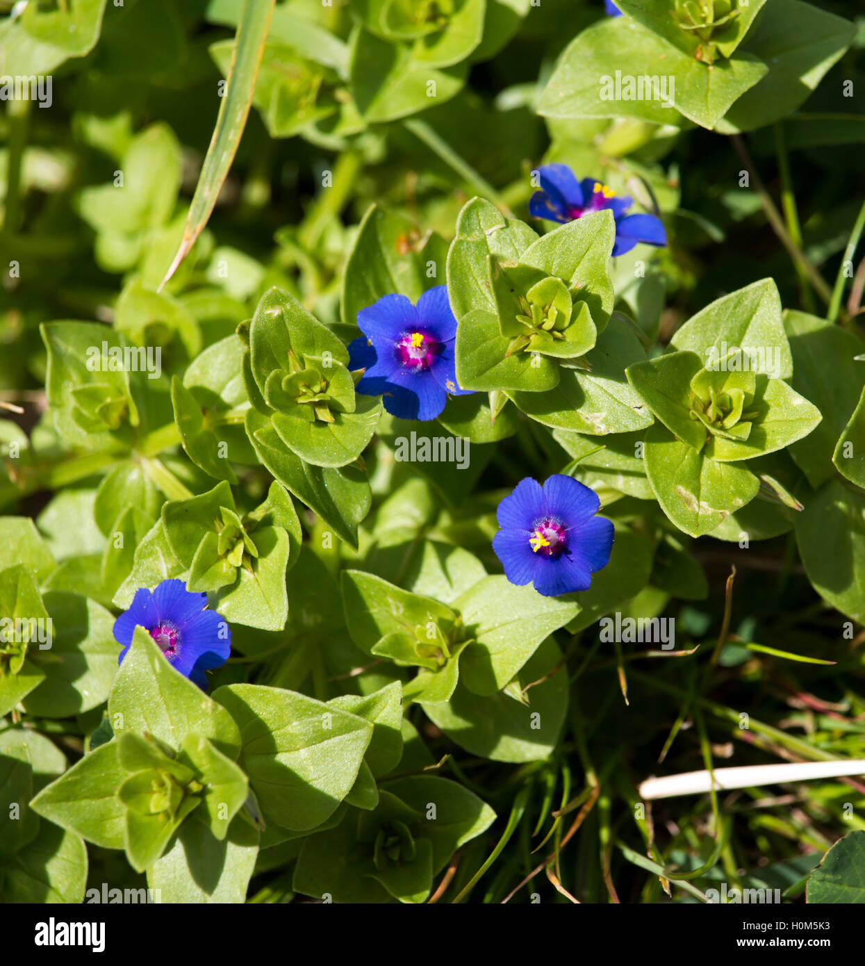 Mauvaise herbe commune Anagallis arvensis Mouron bleu une plante insecticide est toxique pour les cultures et de stock dans les pâturages et les verges. Banque D'Images