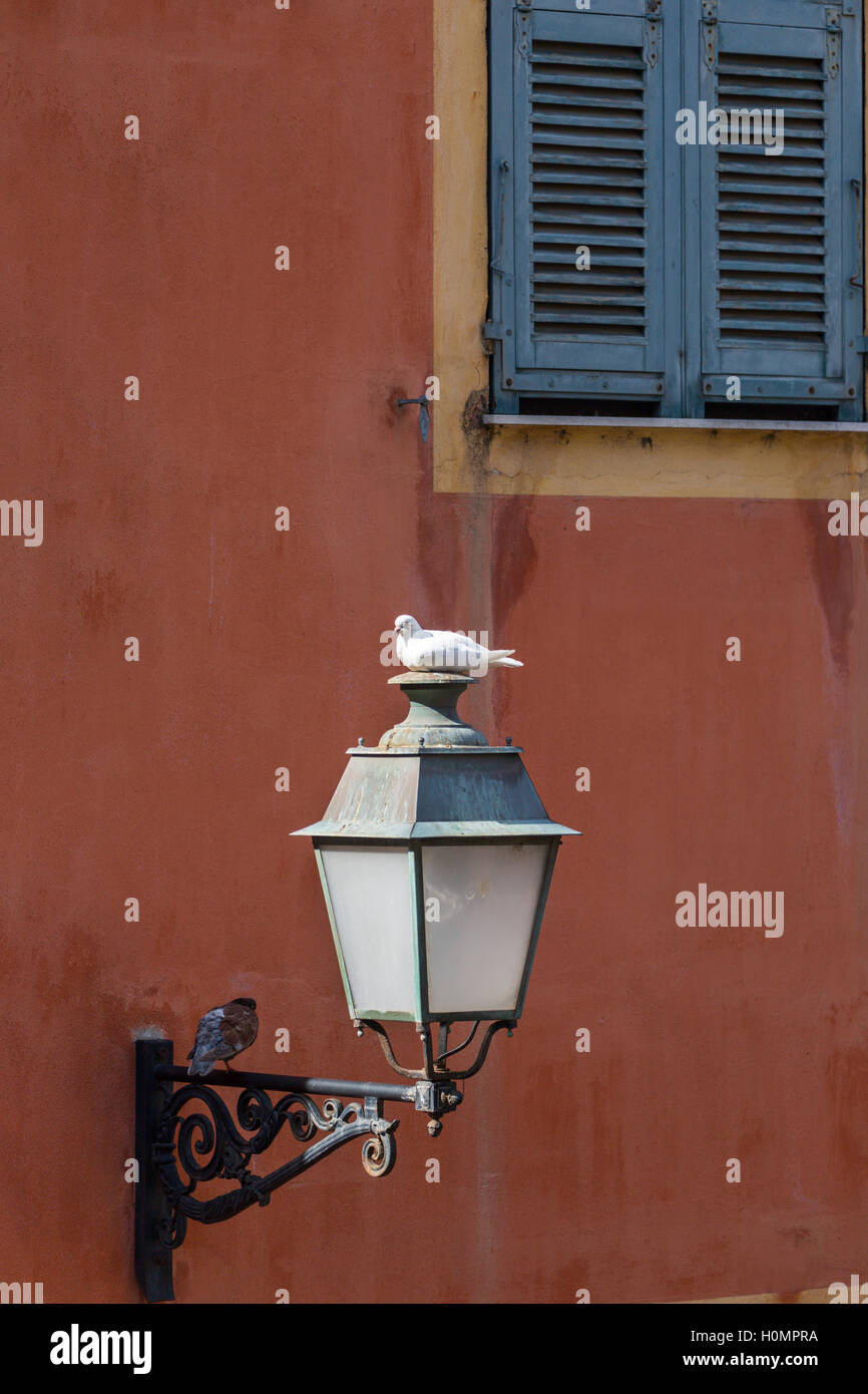 Colombe blanche sur la lanterne, Nice, Alpes-Maritimes, Côte d'Azur, France Banque D'Images