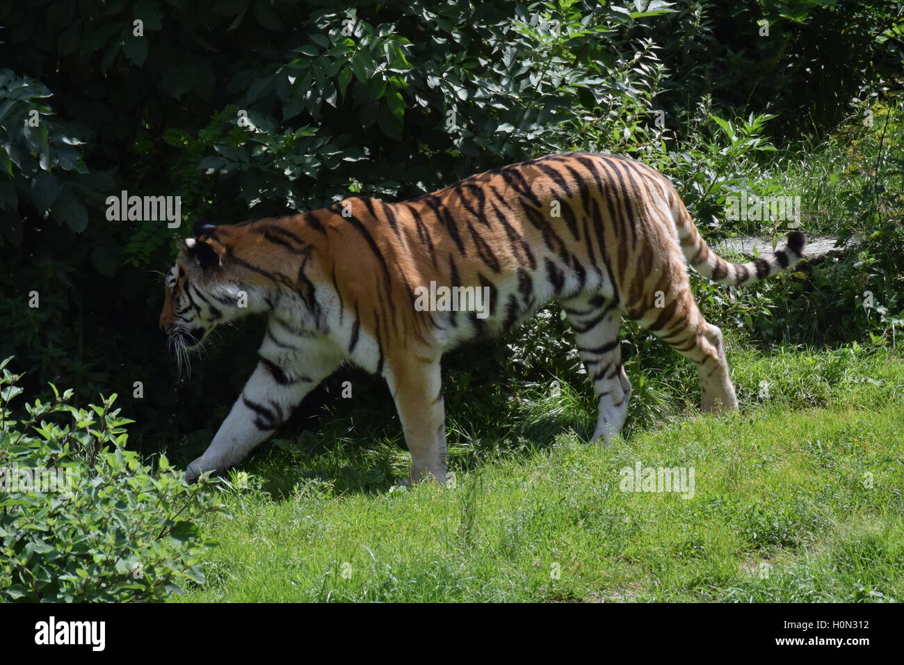 Tiger à la recherche de nourriture Banque D'Images
