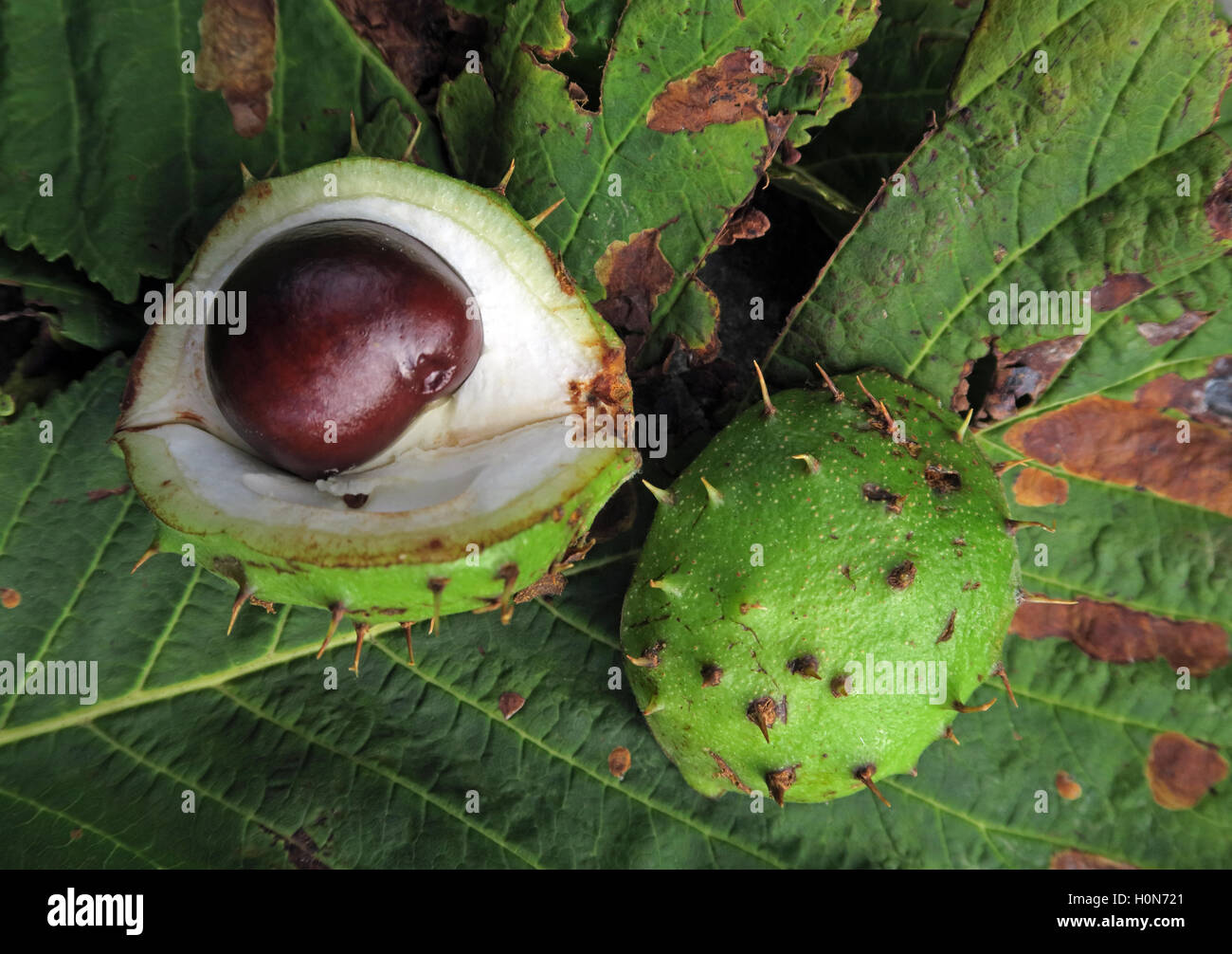 L'Châtaignes, parfait pour l'automne conkers en Angleterre, Royaume-Uni Banque D'Images