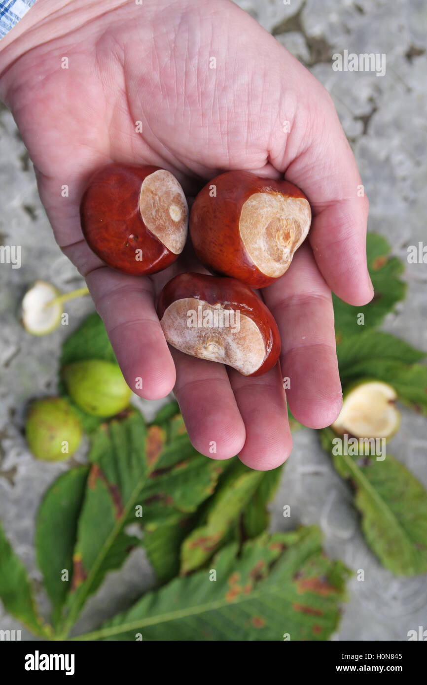 L'Châtaignes, parfait pour l'automne conkers en Angleterre, Royaume-Uni Banque D'Images