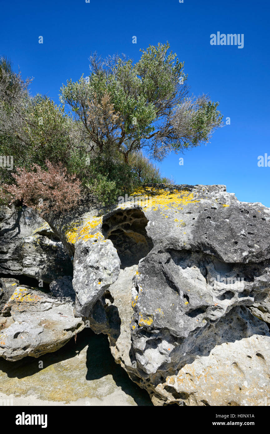 Vue de l'érosion creuse rock, rock formation à Bindijine Beach, Jervis Bay, Beecroft, New South Wales, NSW, Australie Banque D'Images
