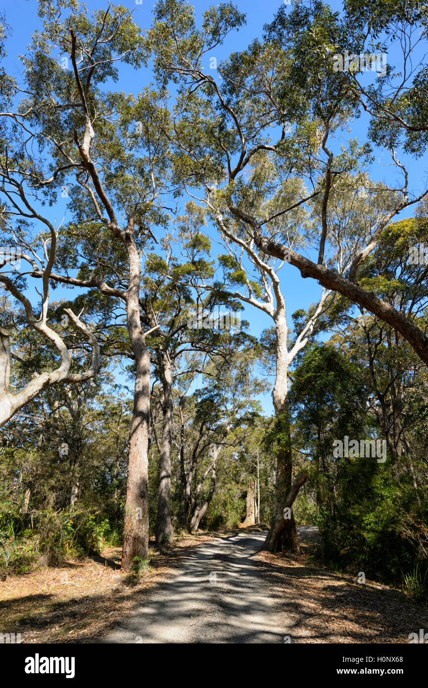Sentier de randonnée à travers Beecroft, New South Wales, NSW, Australie Banque D'Images