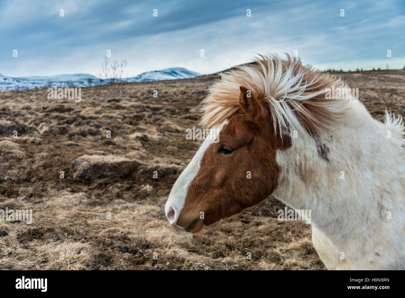 Brown, cheval islandais Icelandic Horse Race (Equus islandicus), portrait, Région du Sud, Islande Banque D'Images