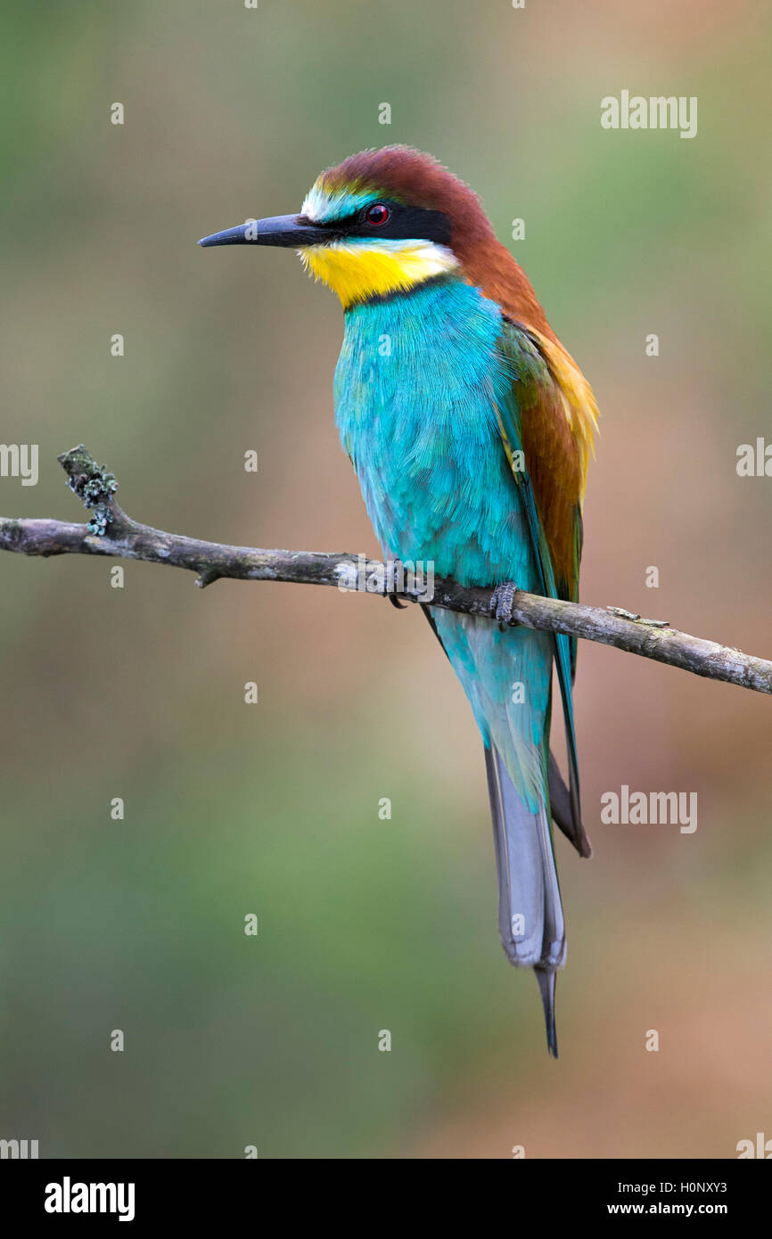 Guêpier d'Europe (Merops apiaster) assis sur une branche d'arbre, Burgenland, Autriche Banque D'Images