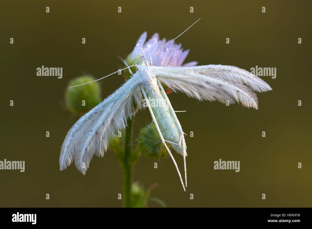 Plumet blanc Pterophorus pentadactyla (papillon), Burgenland, Autriche Banque D'Images