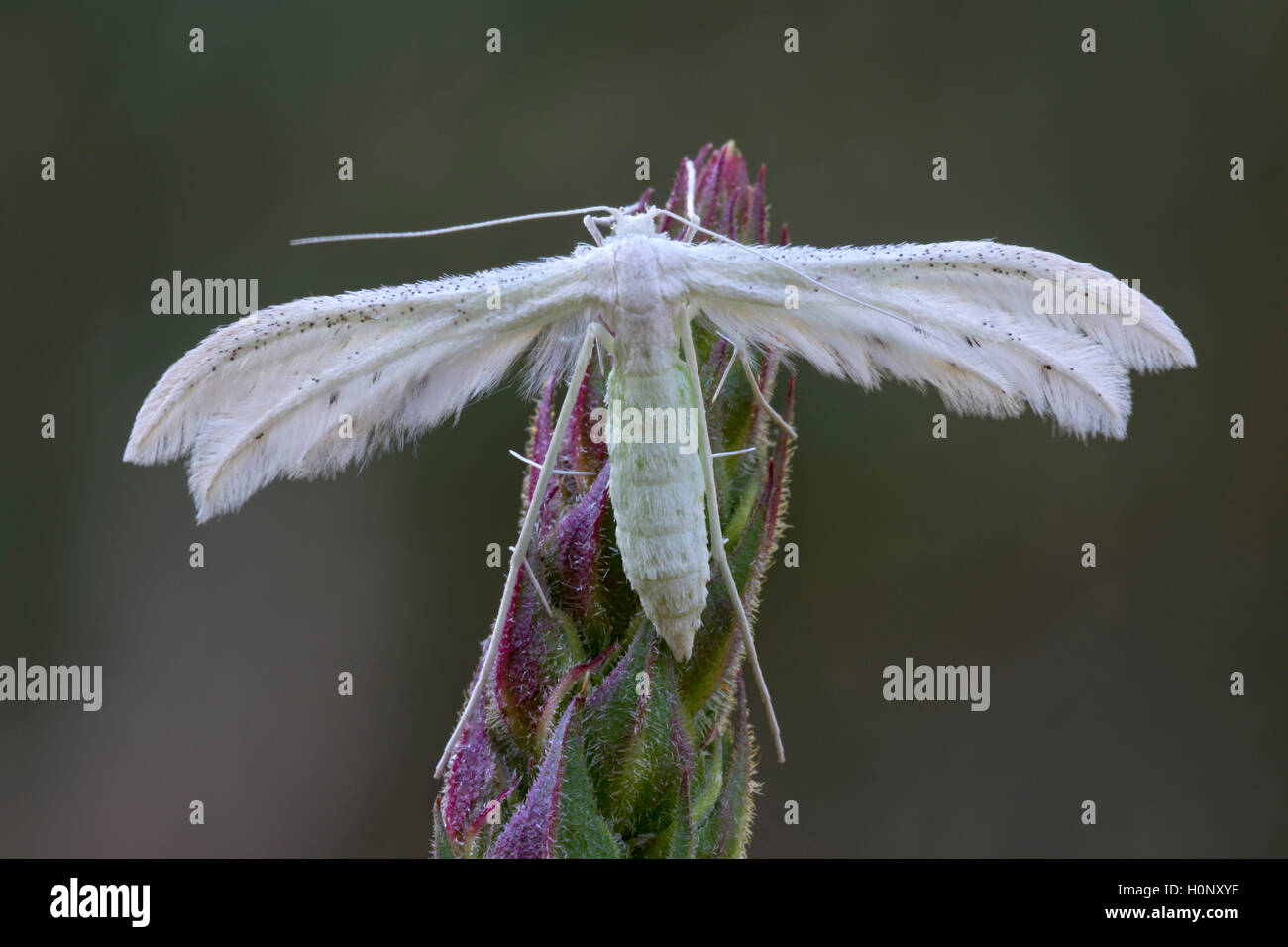 Plumet blanc Pterophorus pentadactyla (papillon), Burgenland, Autriche Banque D'Images
