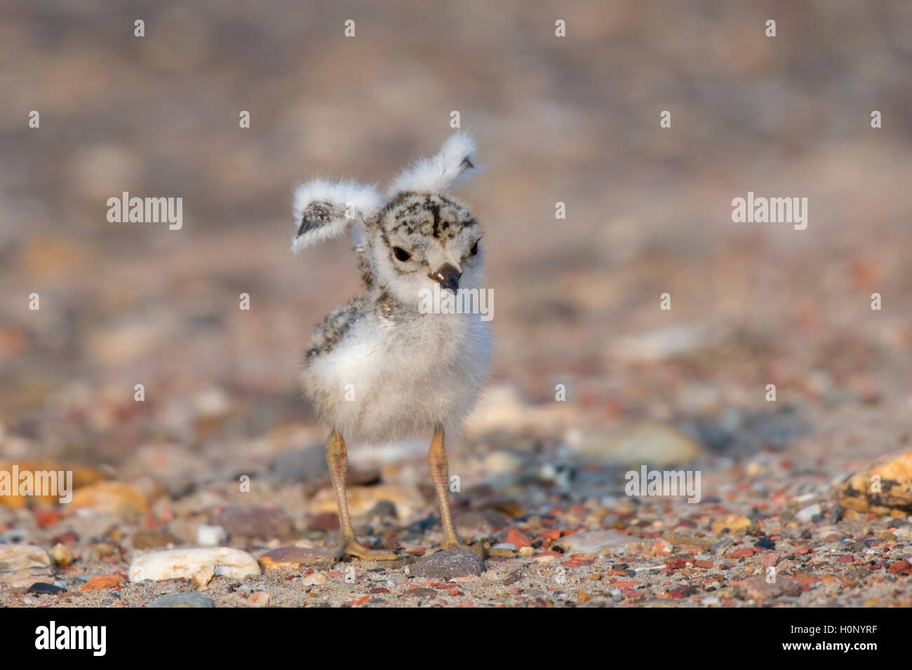 Gravelot commun (hiaticula charadrius), des poussins avec ailes déployées, Texel, Province de la Hollande du Nord, Pays-Bas Banque D'Images