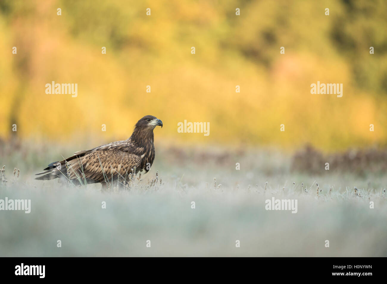 Aigle à queue blanche / aigle de mer / Seeadler ( Haliaeetus albicilla ), jeune oiseau, assis sur des prairies couvertes de givre, faune, Europe. Banque D'Images