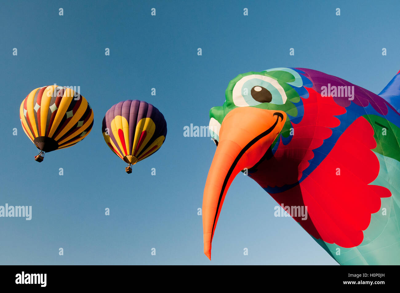 En forme de Colibri hot air balloon et deux autres ballons à 'l'esprit de Boise Balloon Classic 2016' dans Boise ID 2016 Banque D'Images