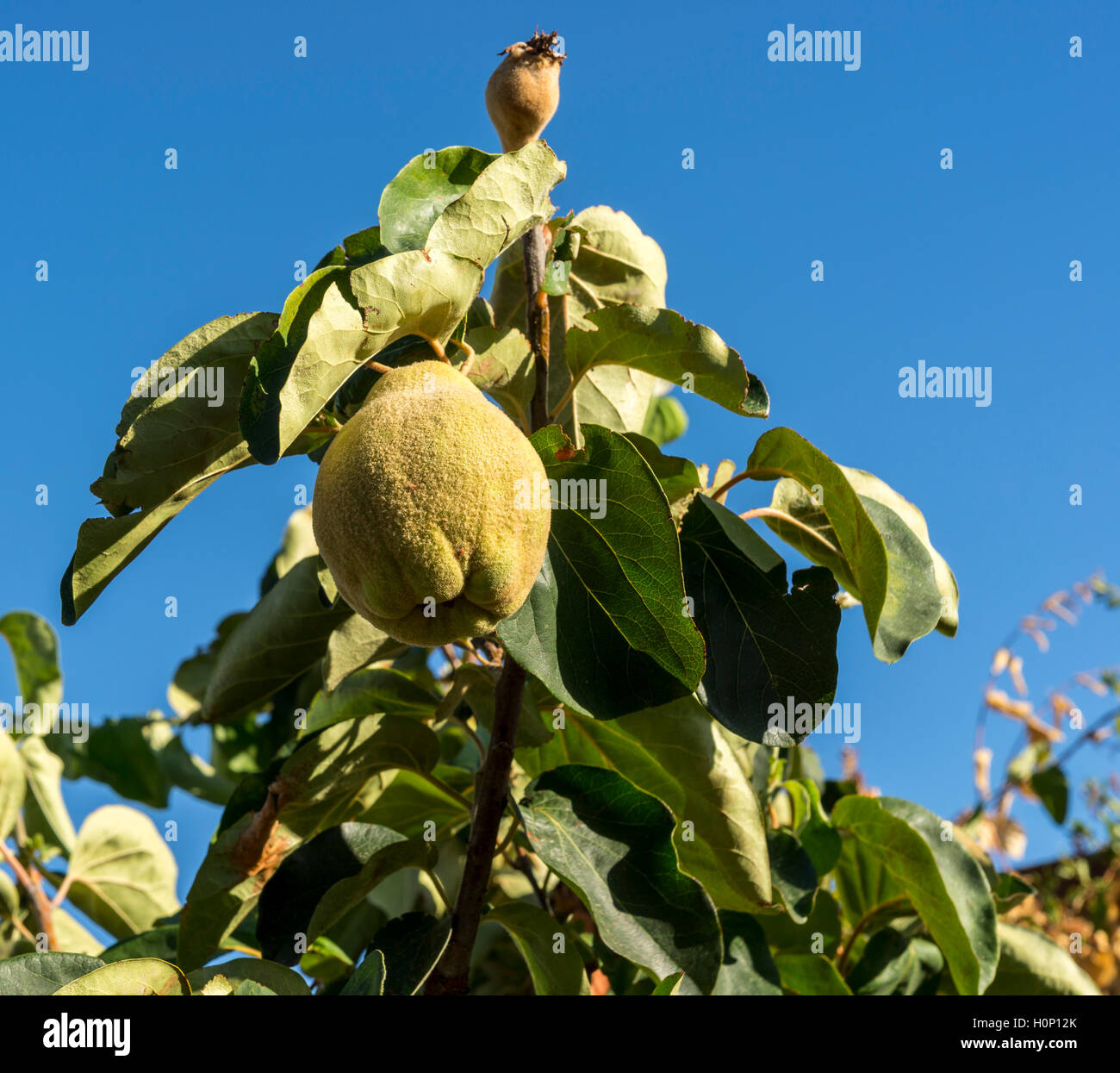 Le feuillage de coing et de mûrissement des fruits. Kit est le seul membre du genre Prunus de la famille des Rosaceae Banque D'Images