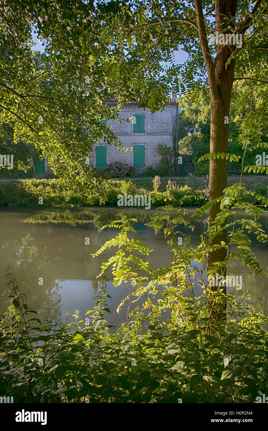 Arbres au bord de la rivière sèvre à Coulon Banque D'Images