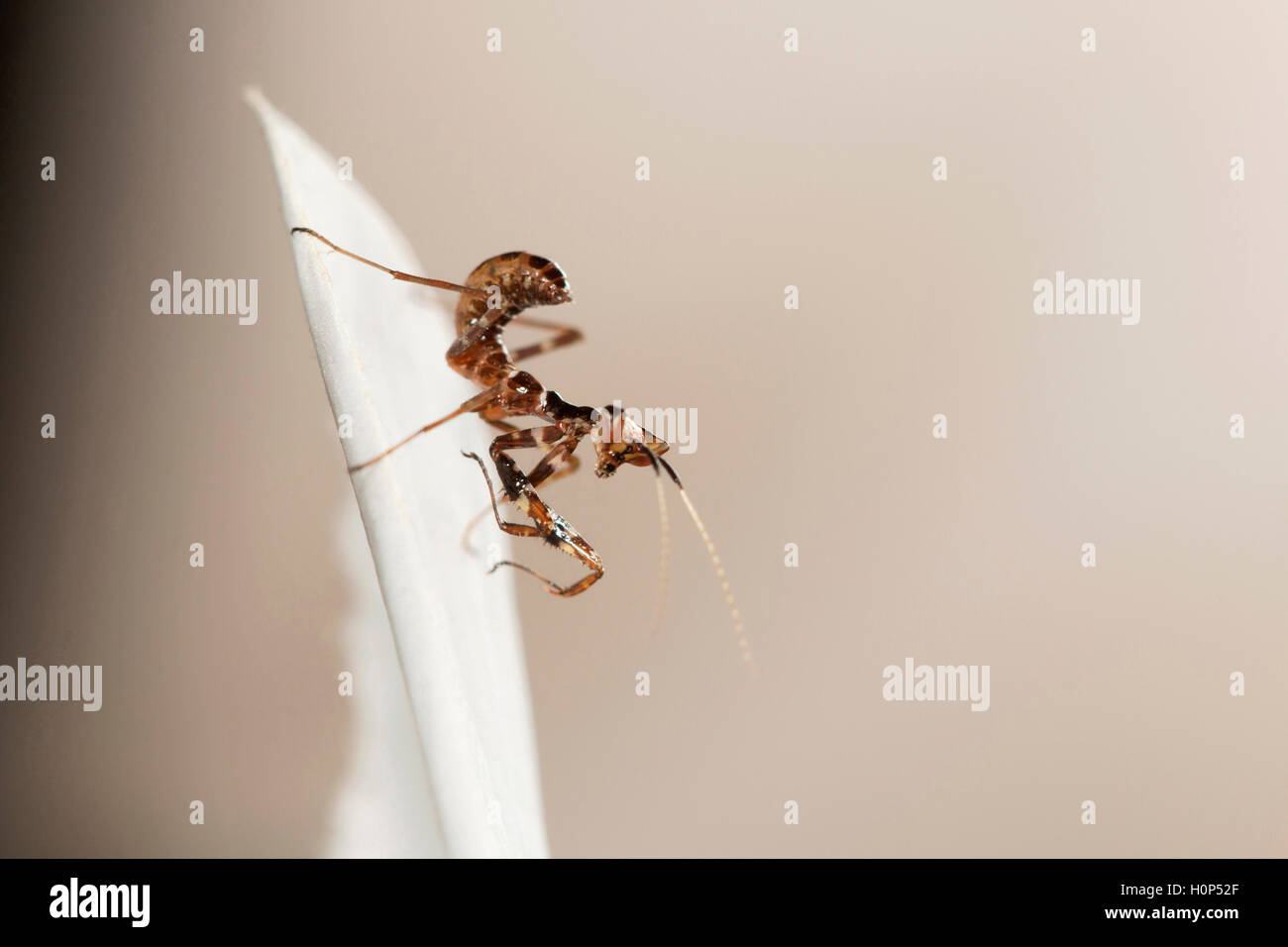 Nymphe mantis bcn, Bangalore, Karnataka. mantis sont des insectes prédateurs. premières étapes sont souvent imite des fourmis. Banque D'Images