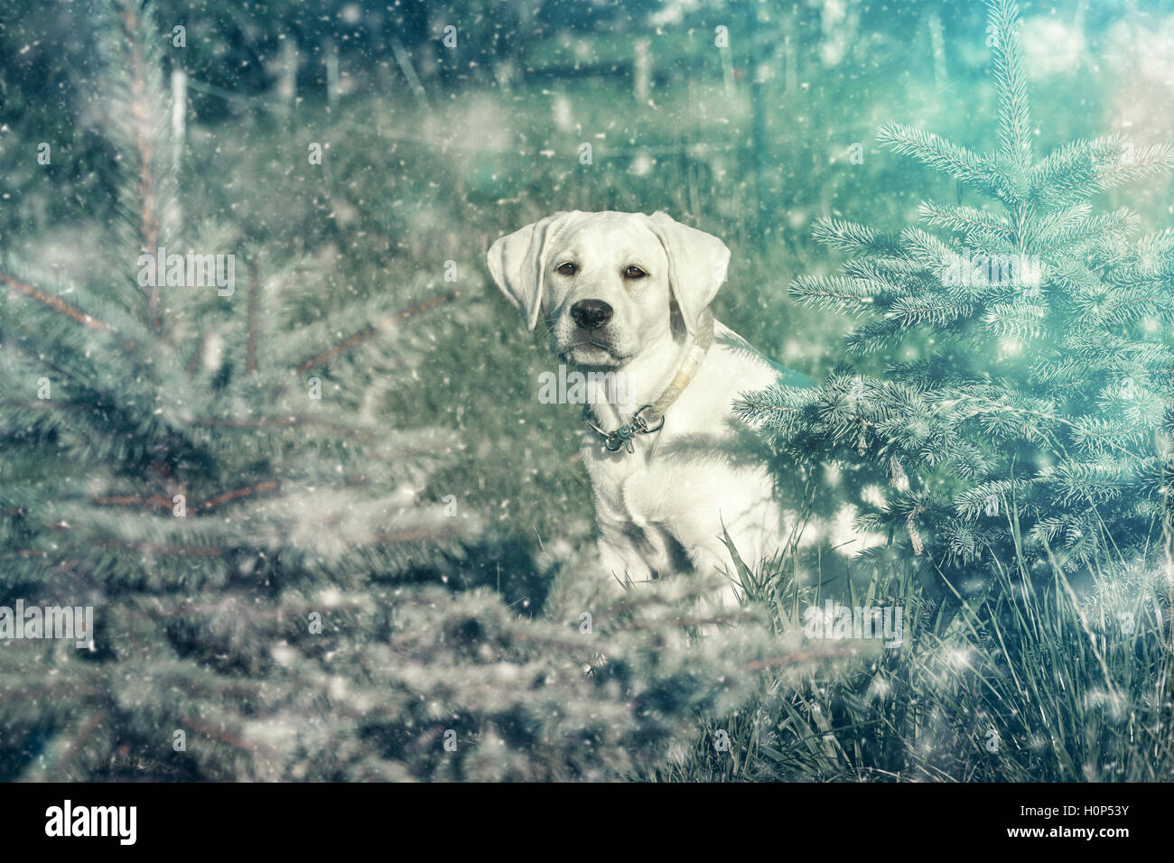 Jeune chiot labrador blanc dans la neige Banque D'Images
