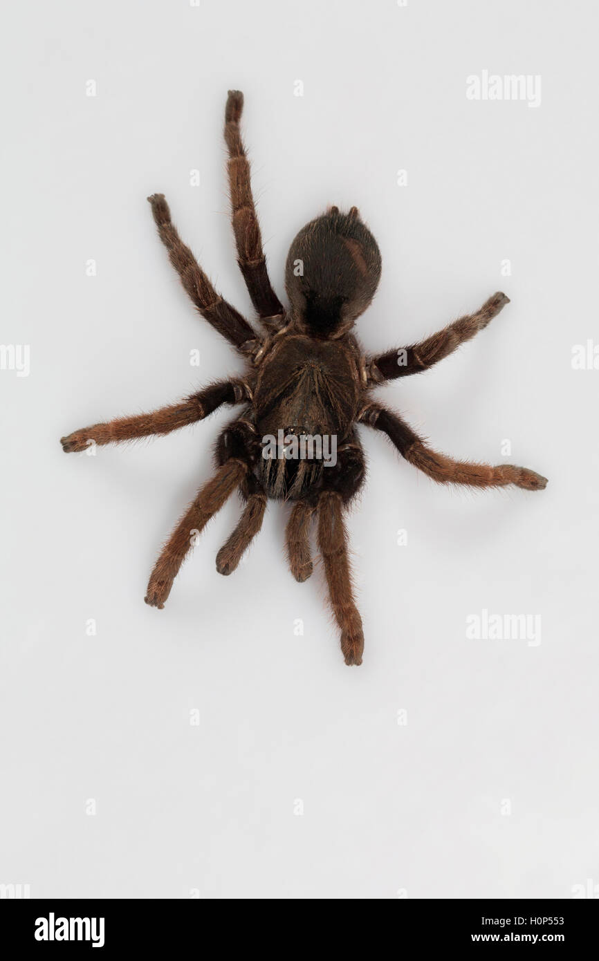 Tarantula, haploclastus cervinus kodaikanal, Tamil Nadu. Une espèce endémique à la tarentule palni hills décrit en 1892. Banque D'Images