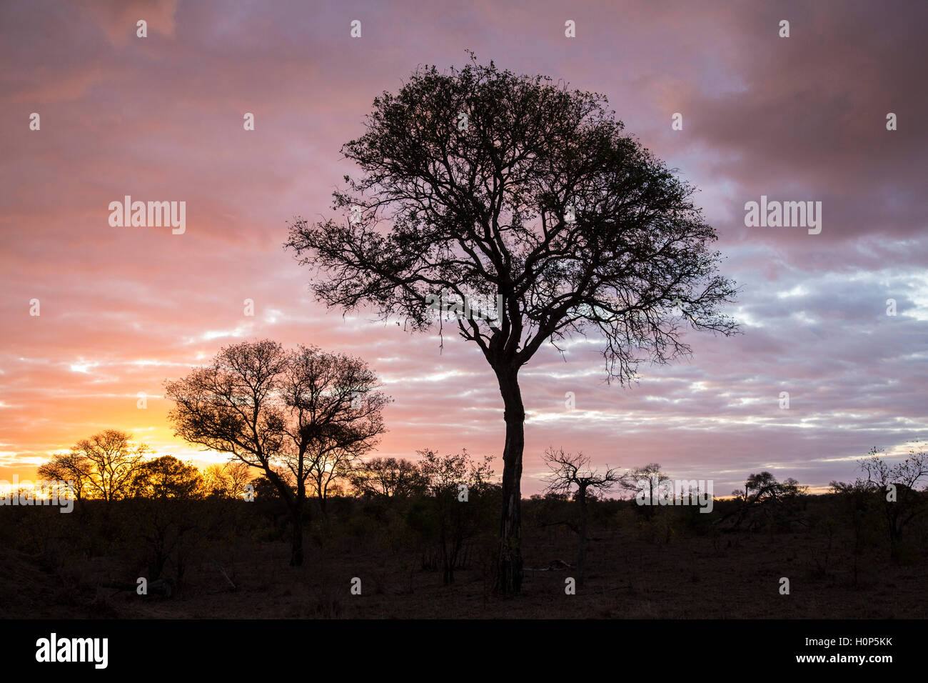 Sunset silhouette dans un paysage de brousse avec un acacia solitaire Banque D'Images