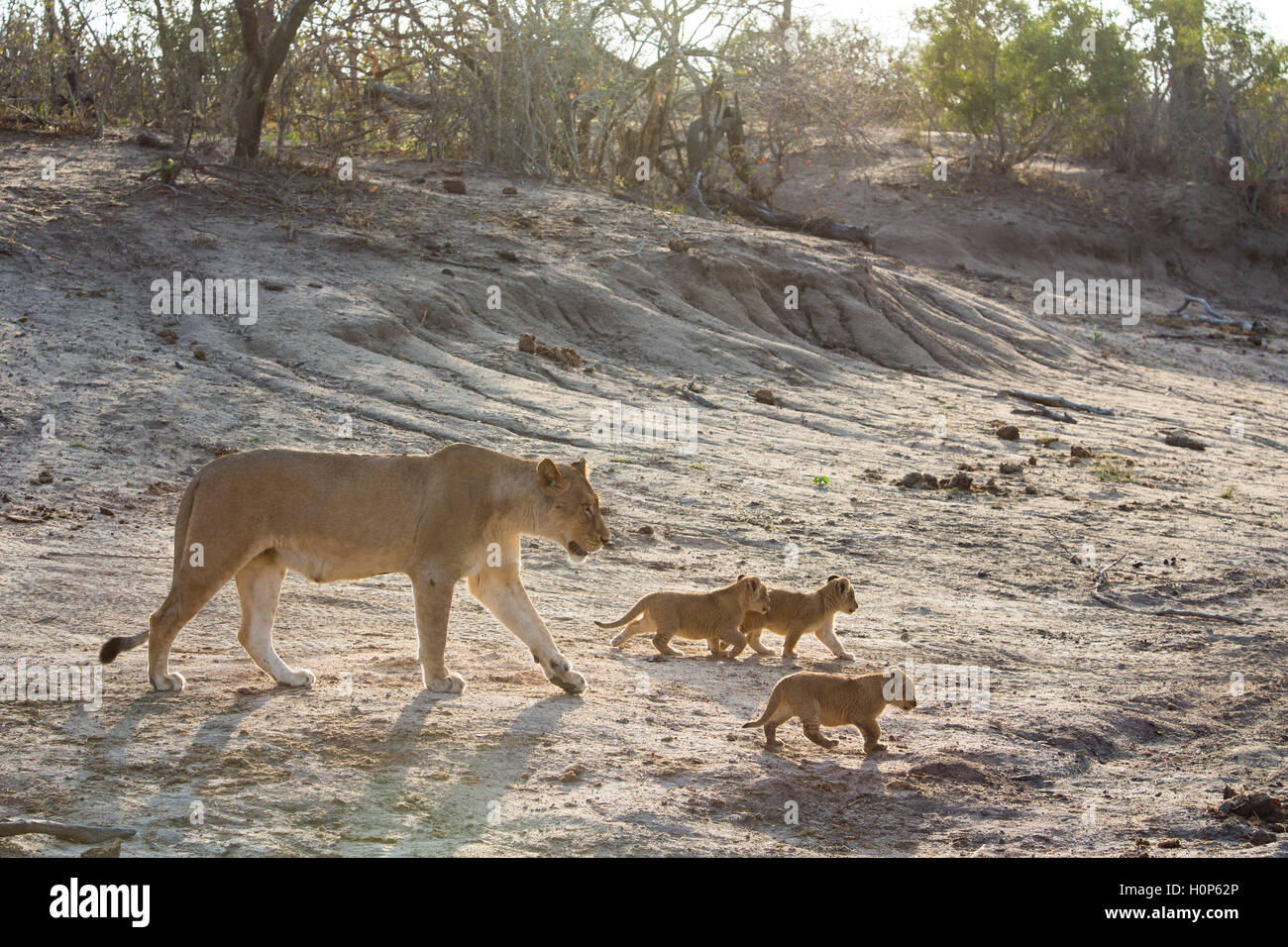 Lioness (Panthera leo) marcher avec ses trois huit semaines d'oursons Banque D'Images