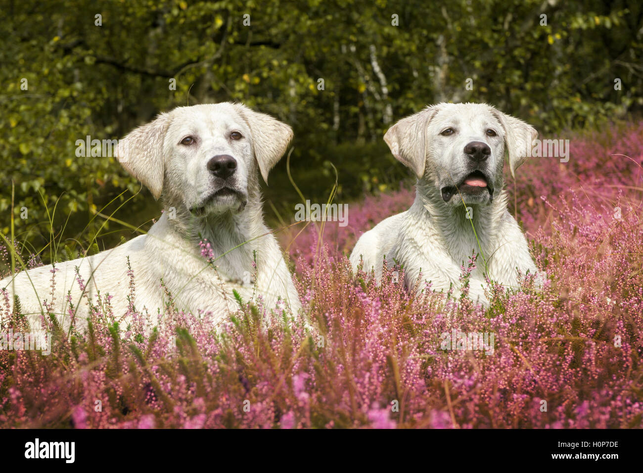 Deux chiots labrador mignon sur prairie avec fleurs violettes Banque D'Images