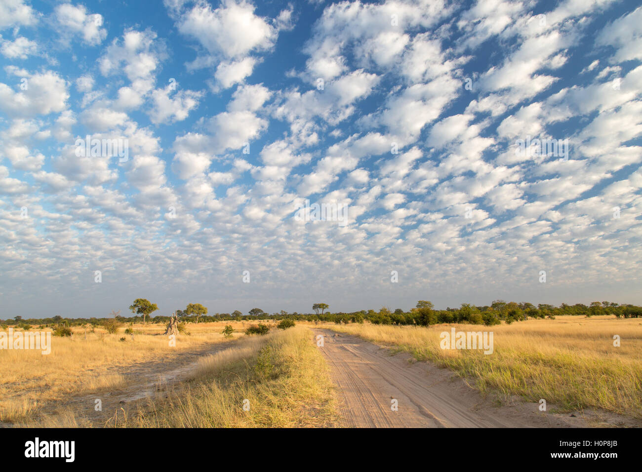 Un chemin de terre passant dans un paysage de savane avec nuages épars sur une prairie parsemée de bush jaune Banque D'Images