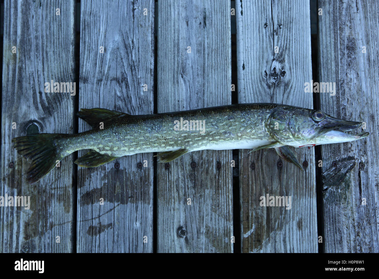 Le grand brochet capturé par une fille de la pêche dans un lac Vermont sur un sol en bois à l'atterrissage. 25 pouces de long. Banque D'Images