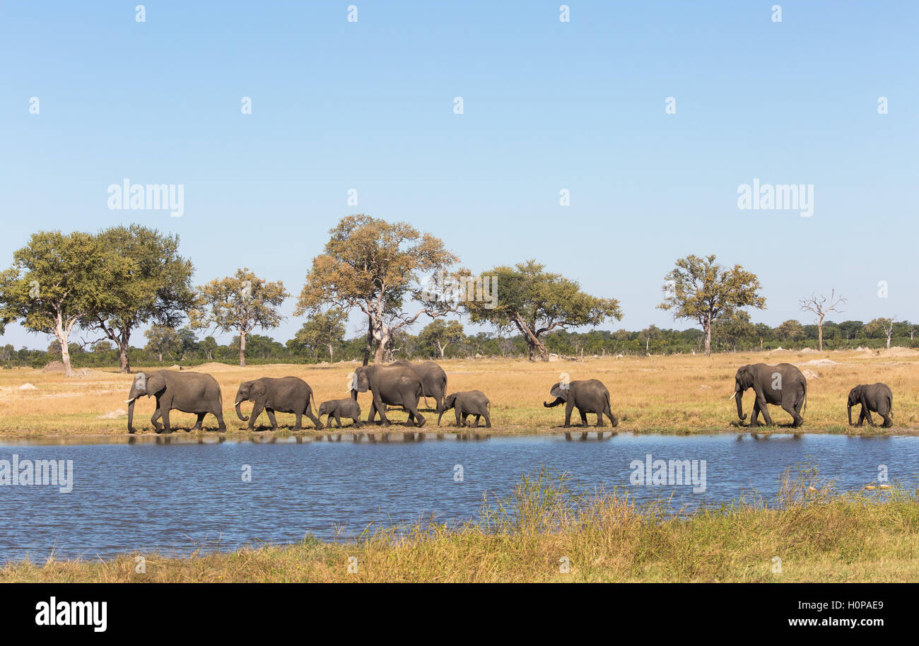 Troupeau d'éléphants (Lozodonta Africana) dirigé par une matriarche marche dans un bois avec un étang au premier plan Banque D'Images