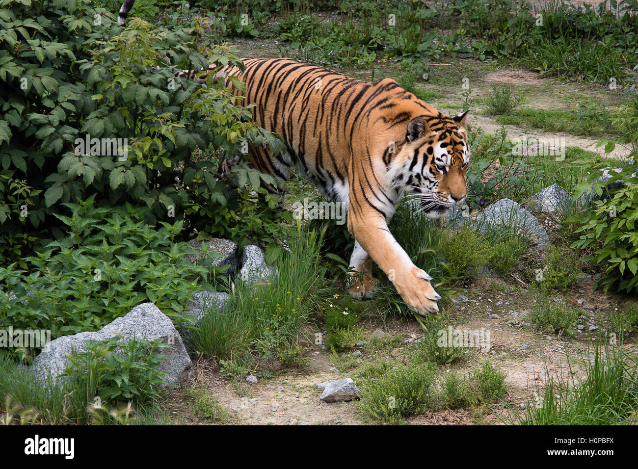 Une grande marche calmement tigre sur la piste Banque D'Images