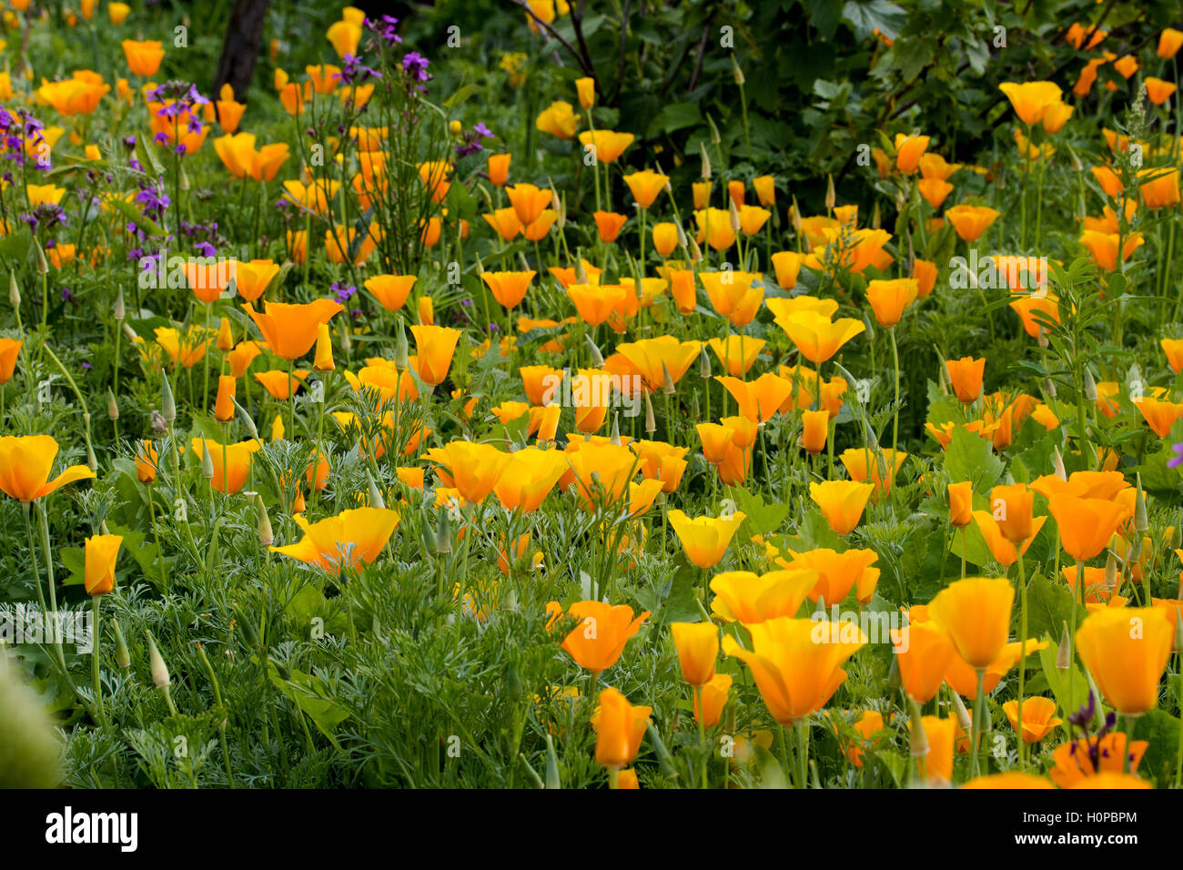 La plus connue est le Pavot de Californie (Eschscholzia californica), l'état de Californie de fleurs Banque D'Images