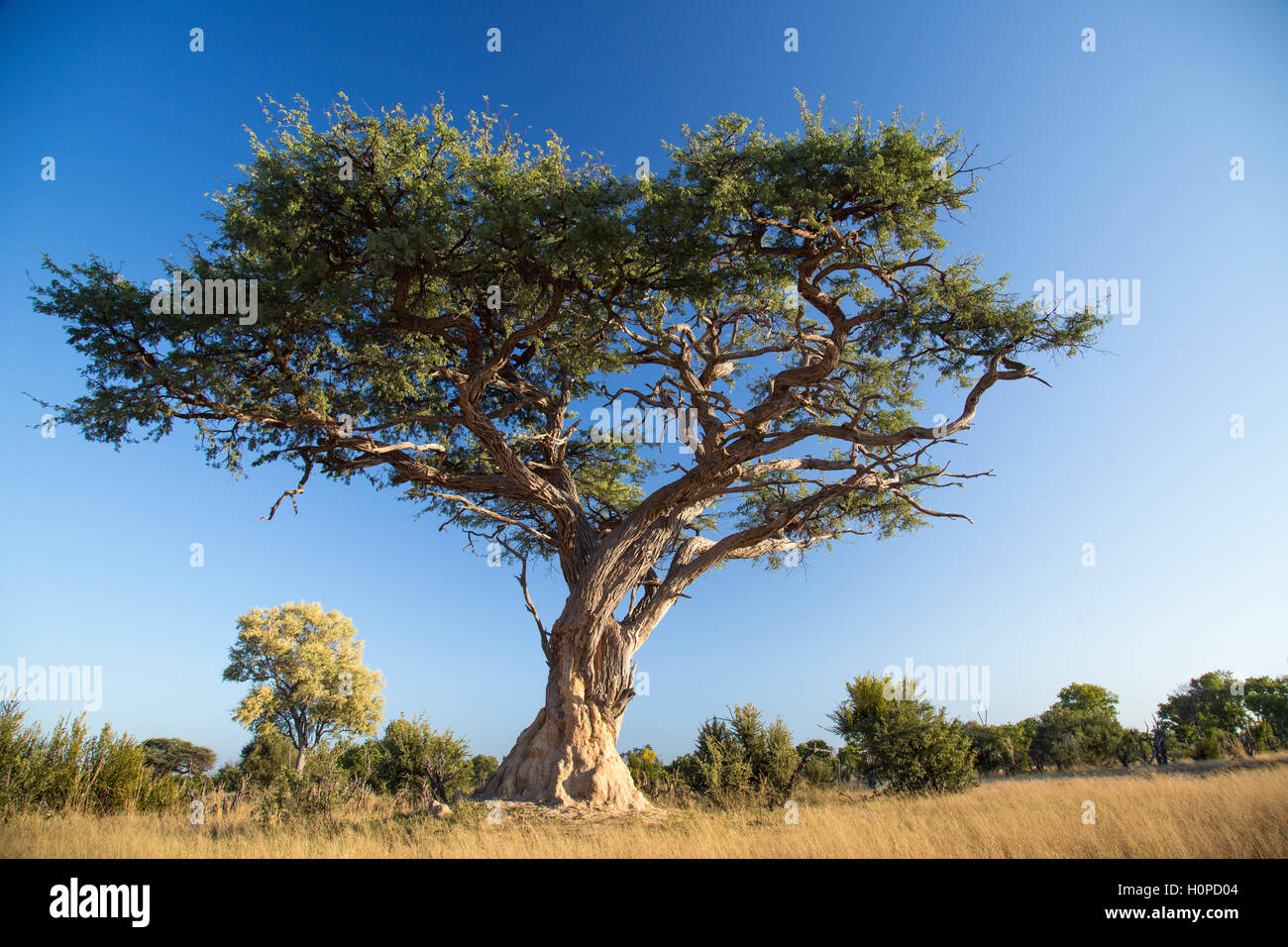 Low angle view of a camelthorn (Acacia erioloba) arbre avec une termitière à sa base Banque D'Images