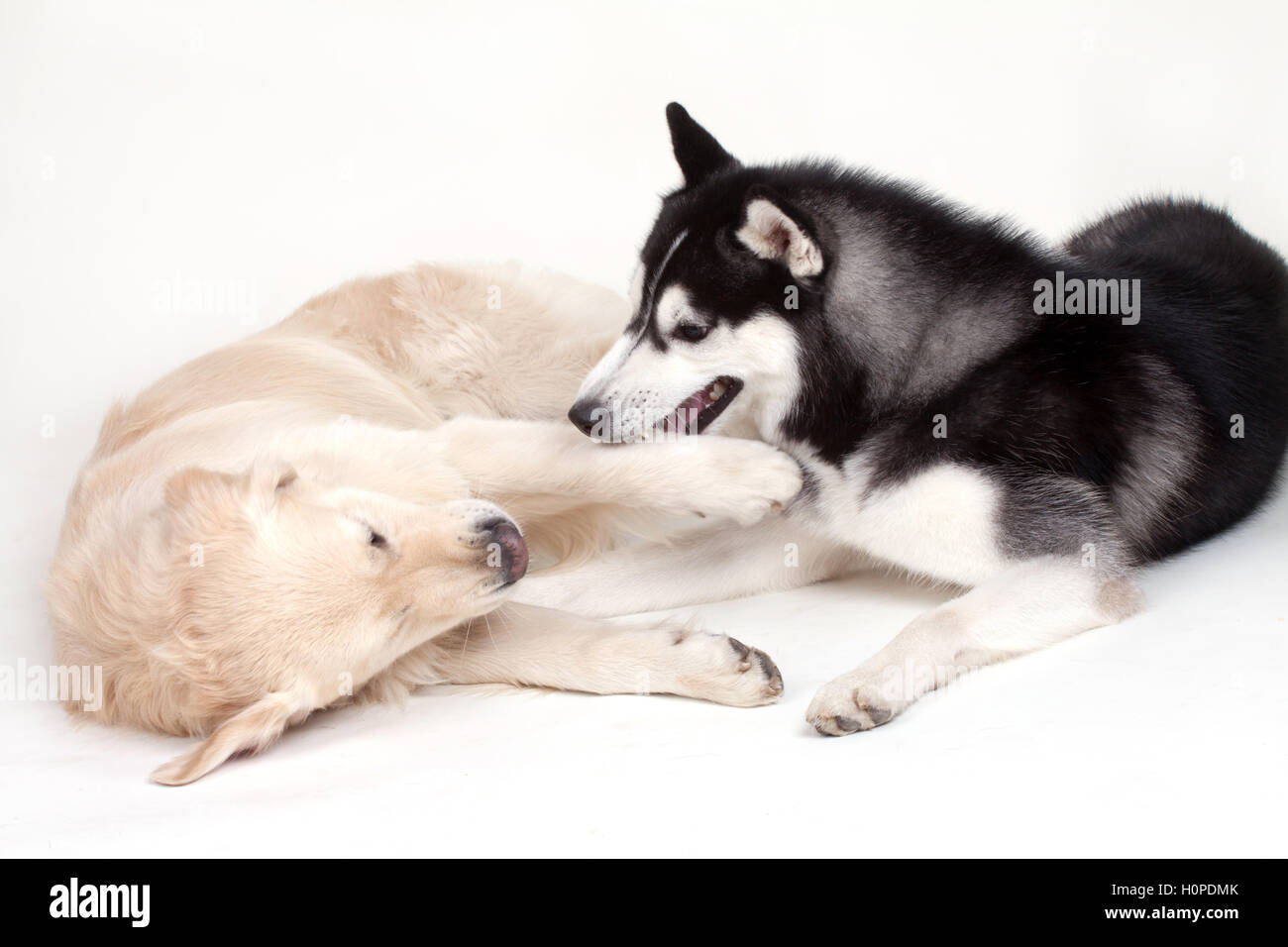 Chien husky de Sibérie et du Labrador Banque D'Images