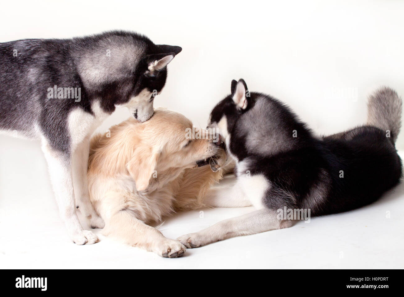 Chien husky de Sibérie et du Labrador Banque D'Images