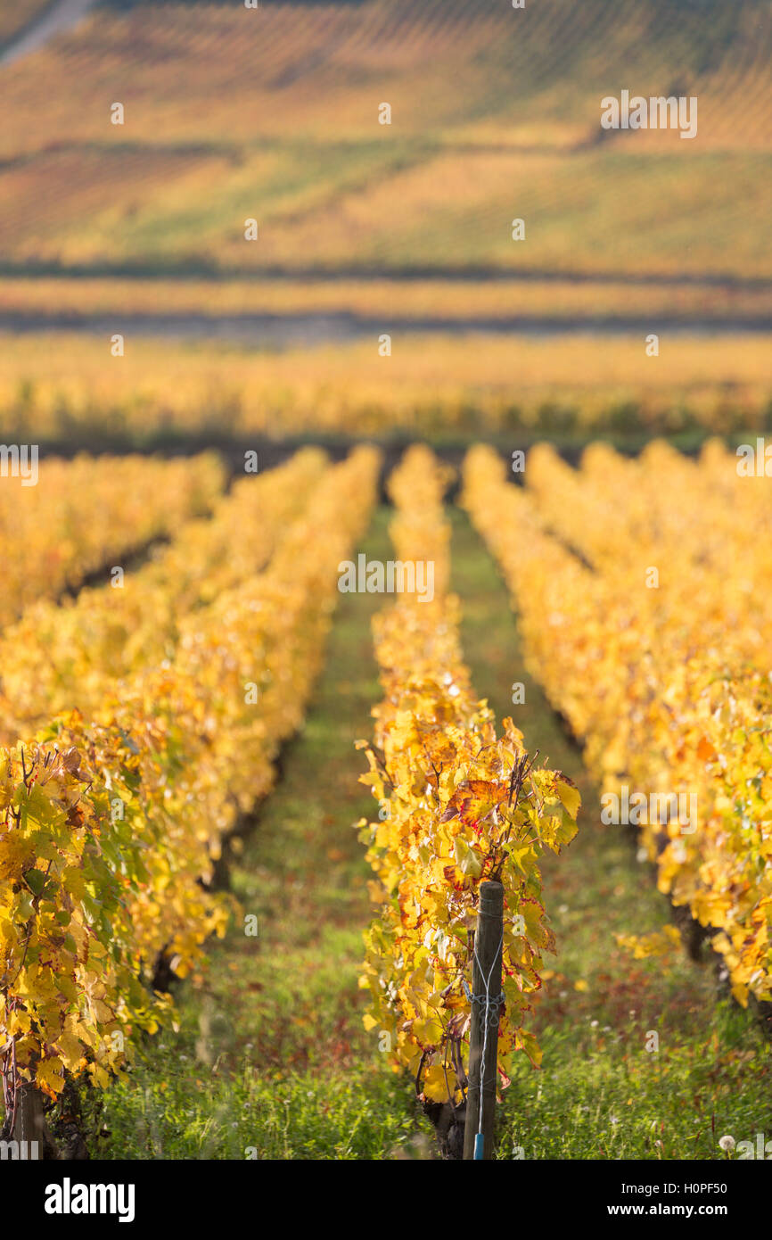 Vignes en automne, la Côte de Beaune, bourgogne, france Banque D'Images Vignes en automne, la Côte de Beaune, bourgogne, france Banque D'Images
