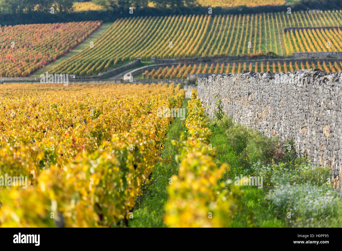 Vignes en automne, la Côte de Beaune, bourgogne, france Banque D'Images Vignes en automne, la Côte de Beaune, bourgogne, france Banque D'Images