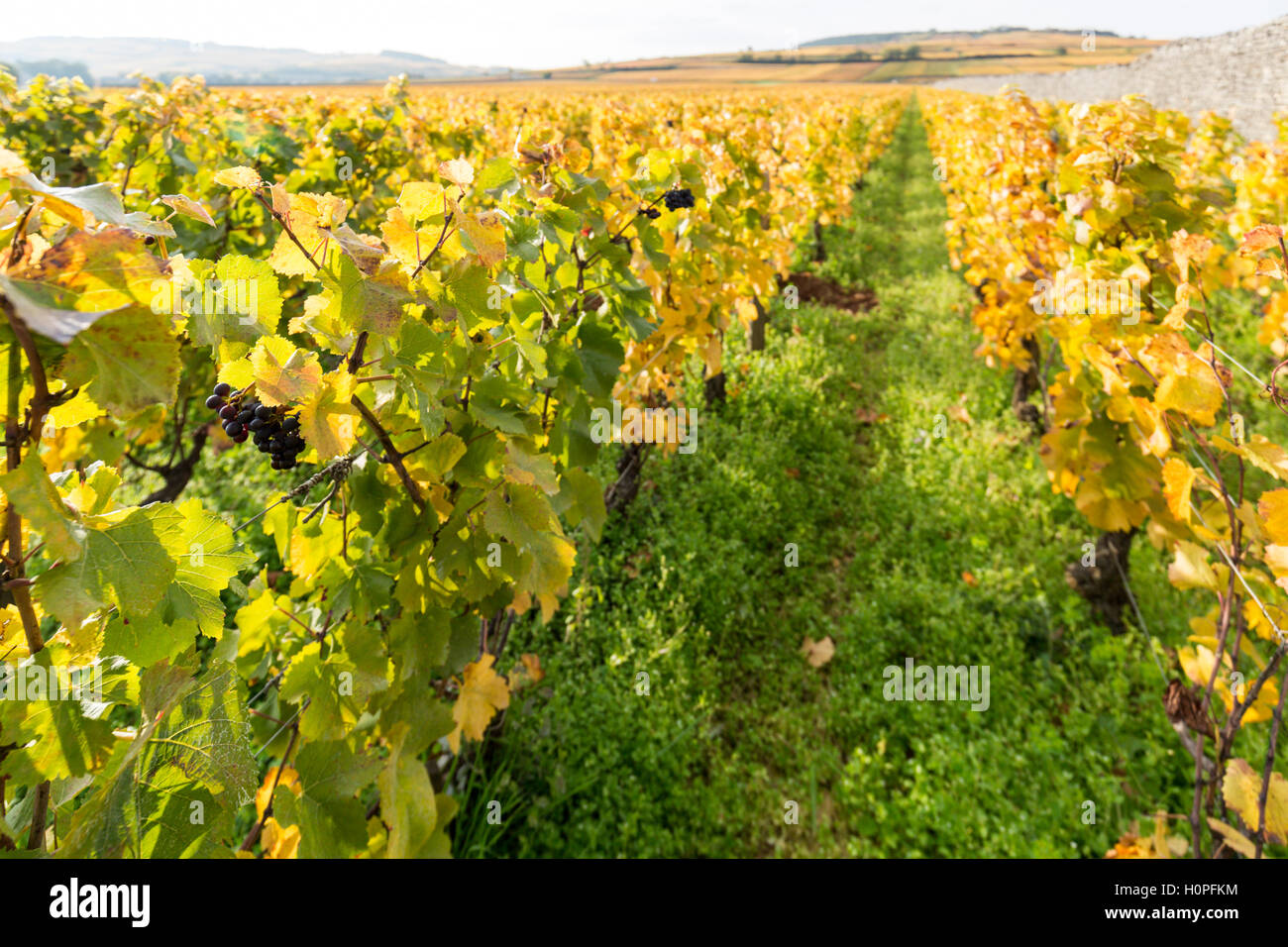 Vignes en automne, la Côte de Beaune, bourgogne, france Banque D'Images Vignes en automne, la Côte de Beaune, bourgogne, france Banque D'Images