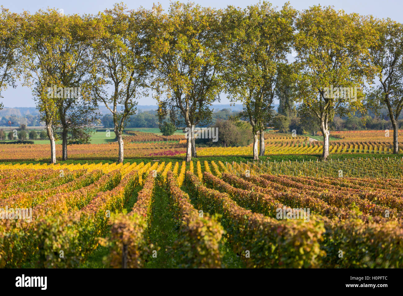 Vignes en automne, la Côte de Beaune, bourgogne, france Banque D'Images