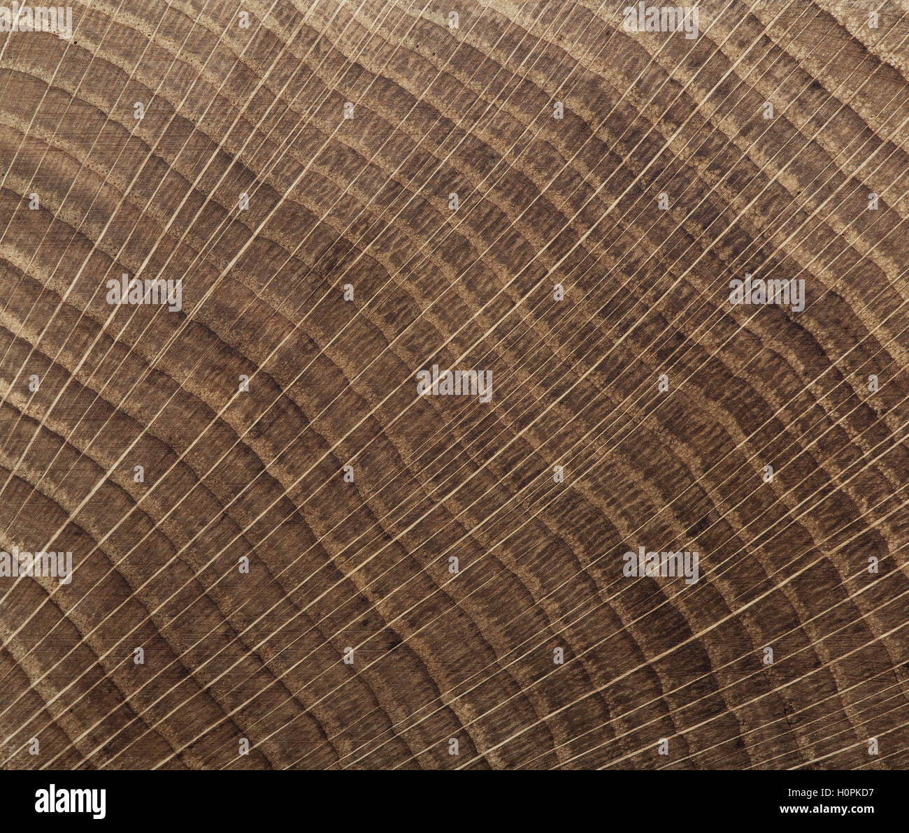 Fond de bois. Cross cut texture chêne close up. Banque D'Images