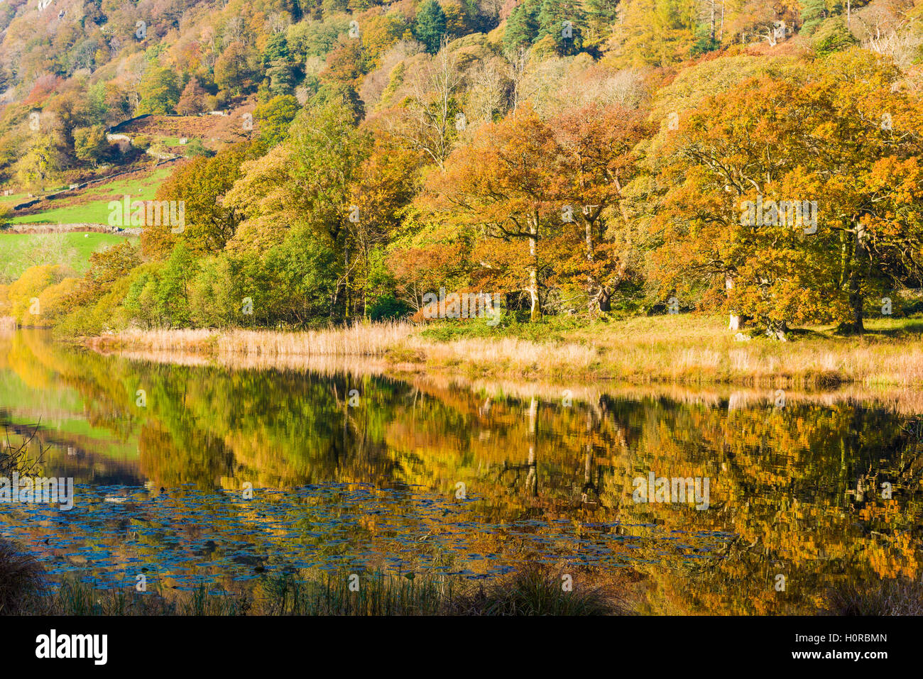 Rydal Water au pied de Rydal est tombé dans le Parc National de Lake District. La région de Cumbria. L'Angleterre. Banque D'Images