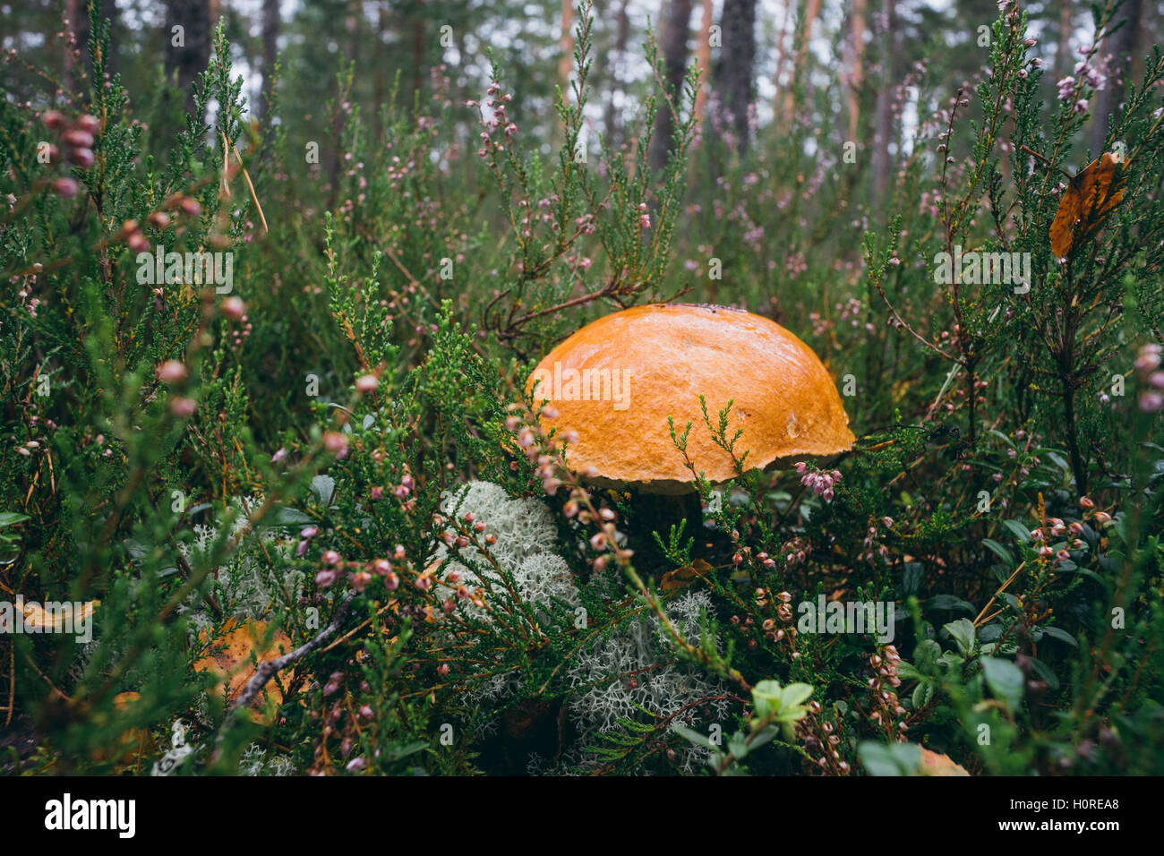 Libre sur l'orange-cap boletus de plus en forêt, selective focus Banque D'Images