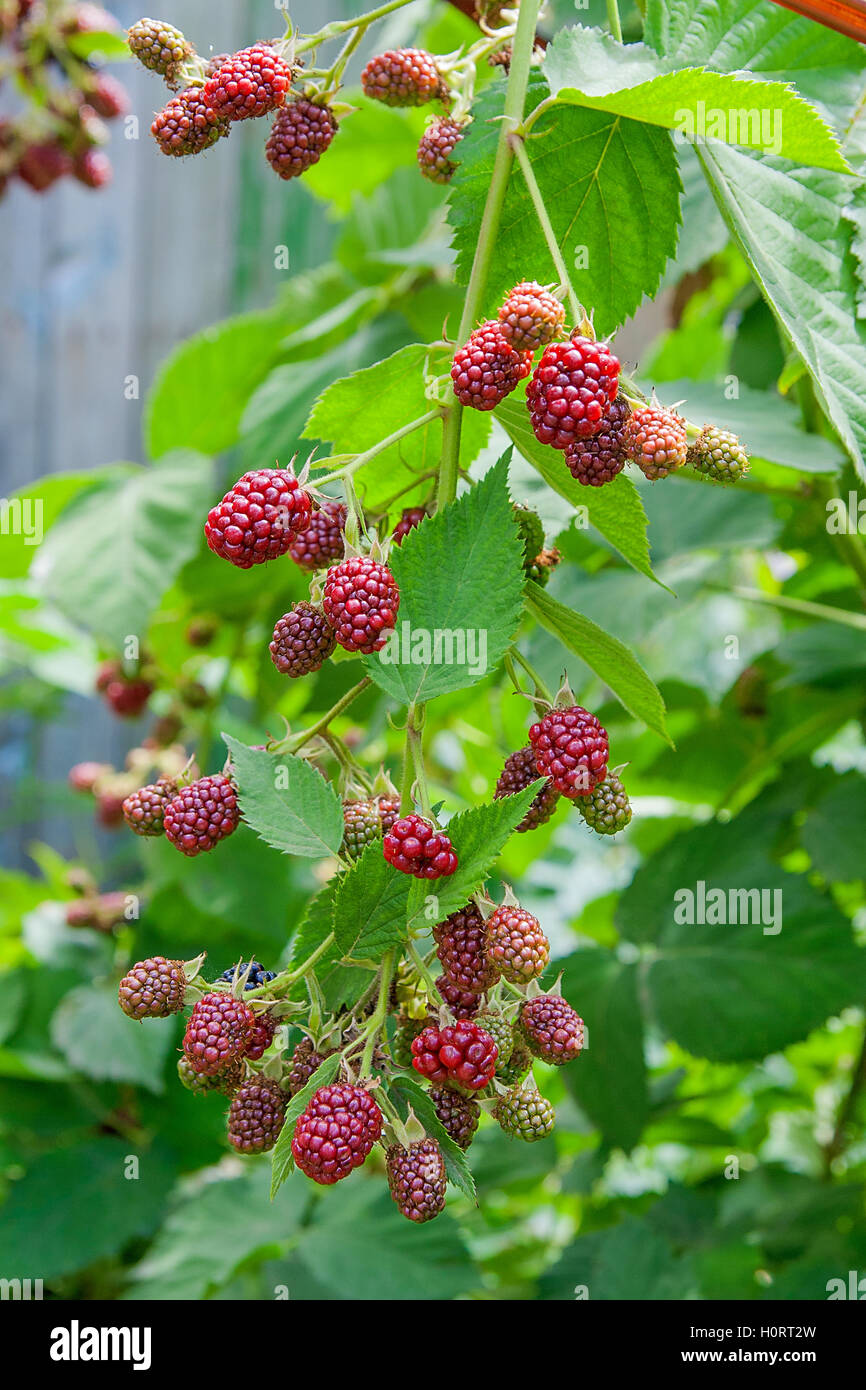Le rouge et le noir des mûres sauvages buissons et branches sur fond vert dans le jardin pendant une journée ensoleillée. Banque D'Images