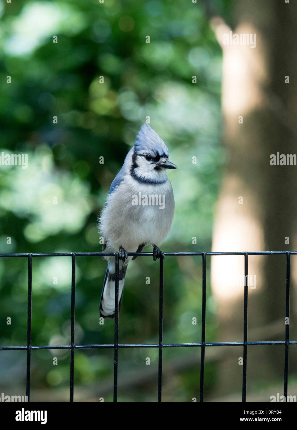 Le geai bleu, Cyanocitta cristata est une espèce de passereau de la famille des corvidés, originaire d'Amérique du Nord Banque D'Images