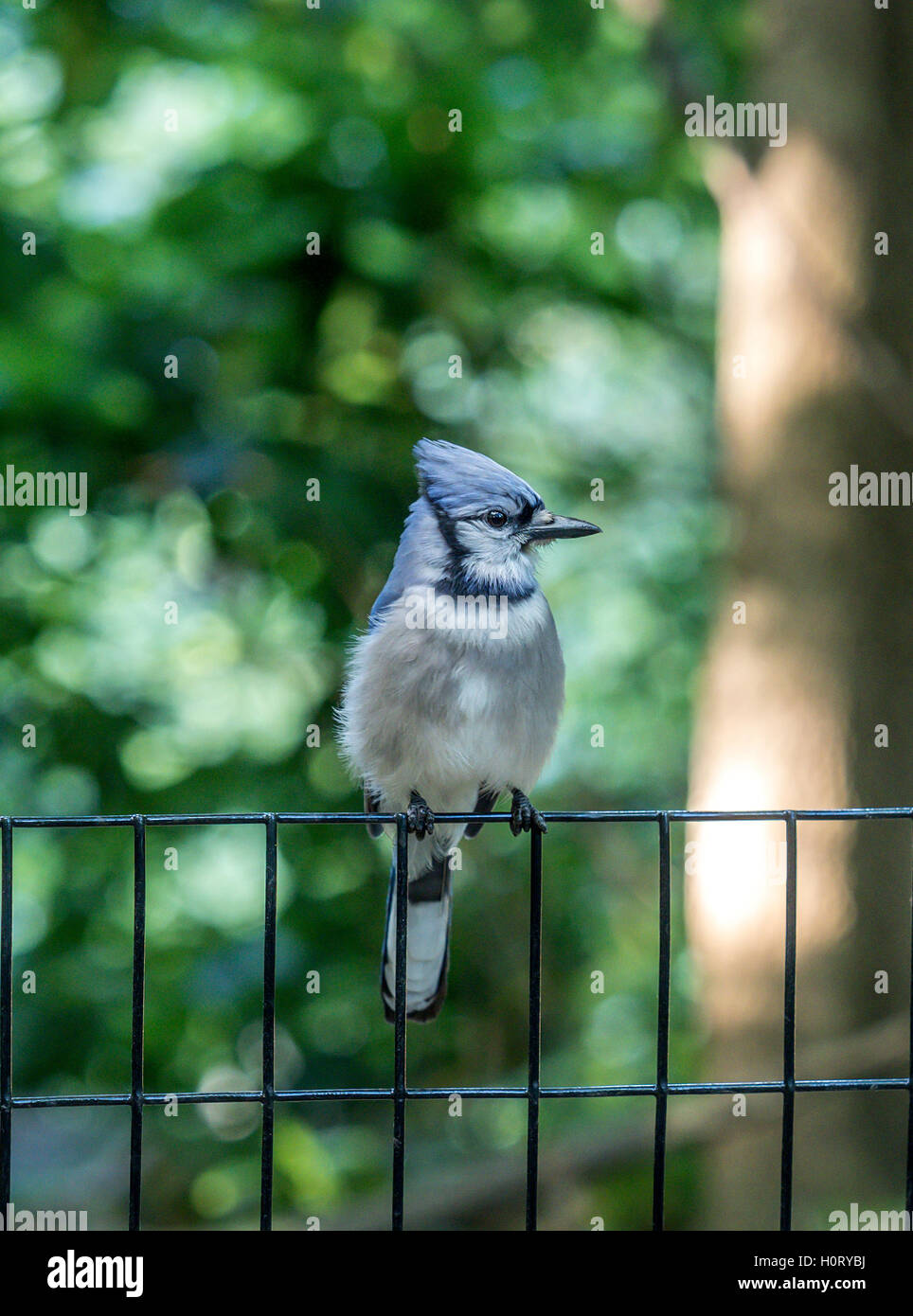 Le geai bleu, Cyanocitta cristata est une espèce de passereau de la famille des corvidés, originaire d'Amérique du Nord Banque D'Images