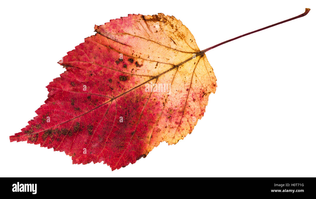 Feuilles d'automne jaune et rouge de l'érable à feuilles de frêne (Acer negundo, fort ancien, boxelder érable, frêne, érable à feuilles de frêne érable) isola Banque D'Images
